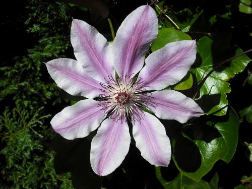 Clematis, Gėlė, Nellie Moser, Žydėti, Makro, Žiedas, Žiedlapiai, Spalvinga, Šviežias