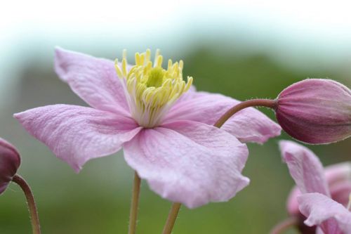 Clematis, Rožinis, Gėlė, Sodas