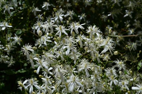 Clematis, Gėlės, Pavasaris