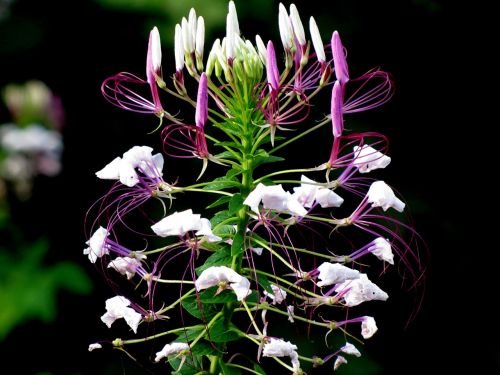 Cleome Hassleriana, Spider Gėlė, Spider Augalas, Cleome, Violetinė, Gėlė