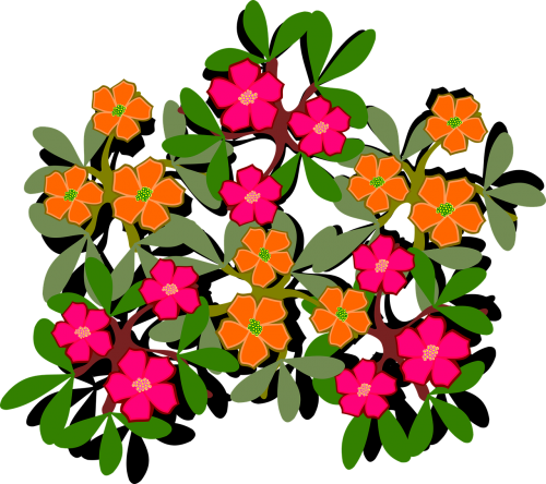 Iliustracijos, Floras, Flora, Gėlė, Gamta, Augalas, Portulaca Grandiflora, Nemokama Vektorinė Grafika