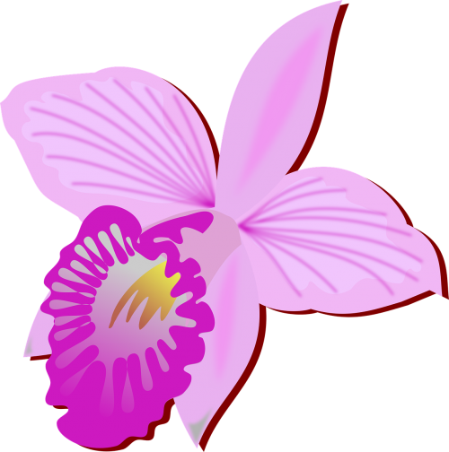 Iliustracijos, Floras, Flora, Gėlė, Gamta, Orchidėja, Orchidėjos, Augalas, Nemokama Vektorinė Grafika