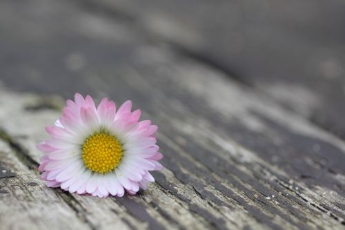 Uždaryti, Daisy, Gėlė, Žiedas, Žydėti