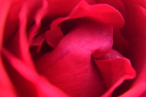 Rožė,  Blur,  Gamta,  Gėlė,  Raudona,  Spalva,  Meilė,  Žiedlapiai,  Arti Rožių 8