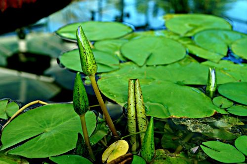 Iš Arti, Jauni Ūgliai, Kūdikių Gigantiška Vandens Lelija, Victoria Amazonica