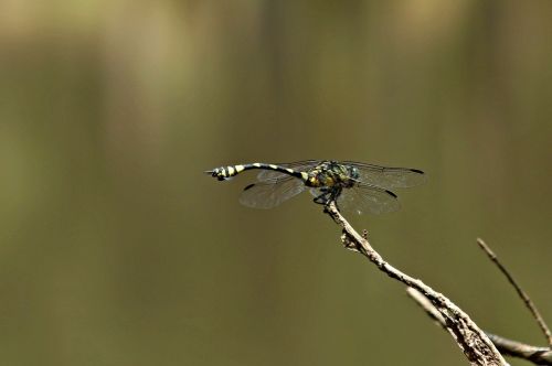 Iš Arti, Skristi, Parkas, Žalias, Ruduo, Vaizdas, Gyvenimas, Saulėtas, Juoda, Makro, Miškas, Spalva, Spalvinga, Poilsio, Lazda, Fonas, Laukiniai, Damselfly, Laukinė Gamta, Izoliuotas, Drakonas, Natūralus, Balta, Pavasaris, Gėlė, Šviesus, Vasara, Abstraktus, Sparnas, Klaida, Uždaryti, Mėlynas, Akvarelė, Augalas, Vabzdys, Grožis, Darbo, Gražus, Vanduo, Gamta, Akis, Gyvūnas, Kraštovaizdis