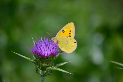 Debesuota Geltona Drugelis, Drugelis Ant Gėlių, Butterfly Enjoy Nector