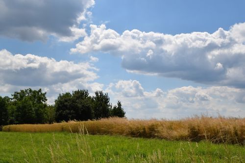 Debesys, Vasara, Laukas