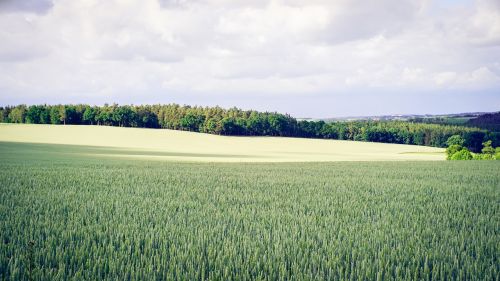 Debesys, Kaimas, Ūkis, Laukas, Žolė, Kraštovaizdis, Gamta, Medžiai