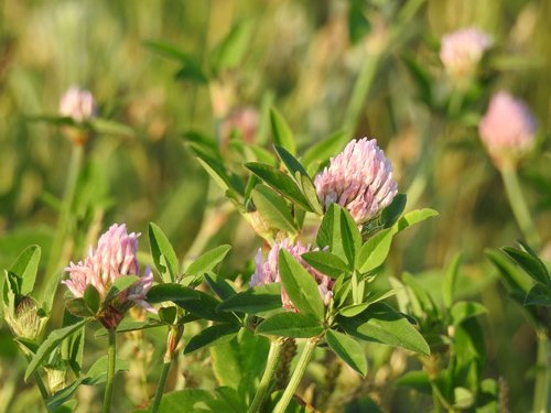 Dobilai,  Žydi,  Gėlė Violetinė,  Vasara,  Augalų,  Žolė,  Meadow,  Laukų Gėlė,  Augalai,  Žalias,  Žydėjimo,  Pobūdį,  Pieva Augalas