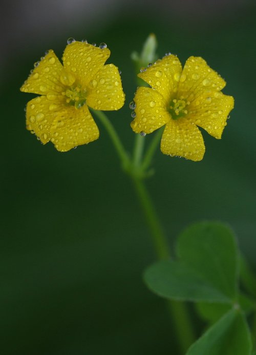 Dobilai,  Gėlė,  Geltona,  Augalų,  Gamta