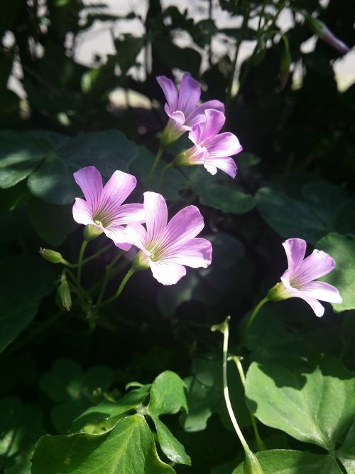 Dobilų Gėlė, Kinų Kaimas, Violetinės Mažos Gėlės