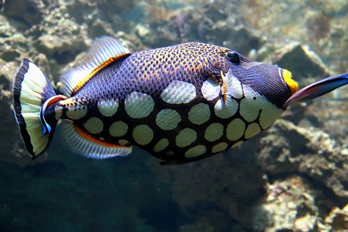 Clownfish, Žuvis, Atogrąžų, Vanduo, Jūra, Maudytis, Akvariumas