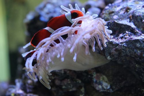 Clownfish, Anemonis, Akvariumas