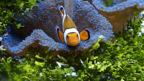 Clownfish, Anemonefish, Žuvis, Jūra, Nemo, Oranžinė, Balta, Amfiprioninai, Povandeninis, Juostelės