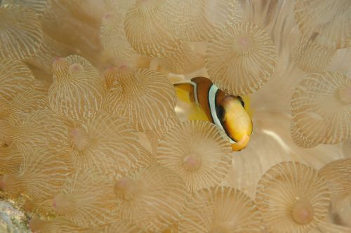 Clownfish, Žuvis, Povandeninis Gyvenimas, Jūra, Nardymas