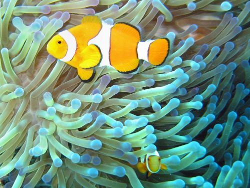 Clownfish, Anemonefish, Atogrąžų, Žuvis, Vandenynas, Jūrų, Spalvinga, Koralas, Vanduo, Gamta, Vandens, Oranžinė