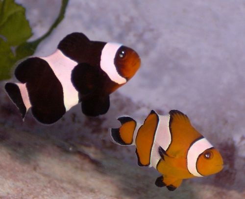 Clownfish, Anemonefish, Juoda, Oranžinė, Žuvis, Atogrąžų, Maudytis, Akvariumas, Rezervuaras, Amfiprioninė Percula