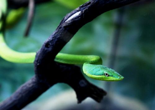Cobra Verde Filiale, Gyvatė, Natūrali Buveinė, Žiūri