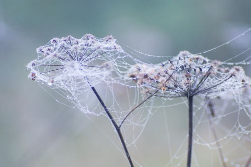 Voratinklis, Voro Tinklas, Lašai, Sausas Augalas, Pieva, Ruduo, Migla, Gamta