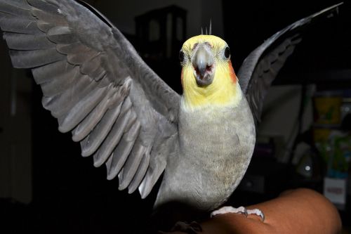 Cockatiel, Piktas Paukštis, Paukščiai