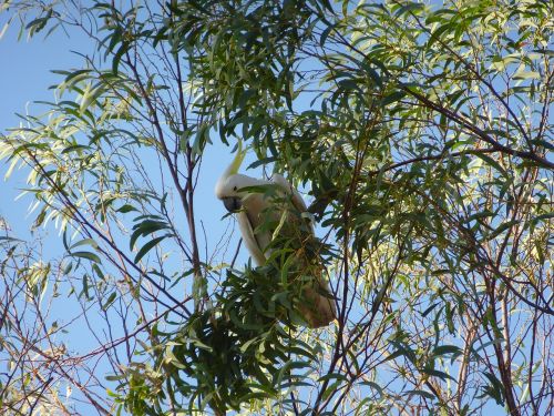 Kakadu, Papūga, Australia, Paukštis
