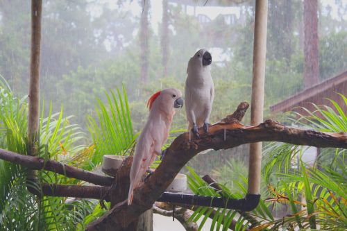 Kakadu,  Lietus,  Paukštis,  Audra,  Florida,  Kakadu Valandos
