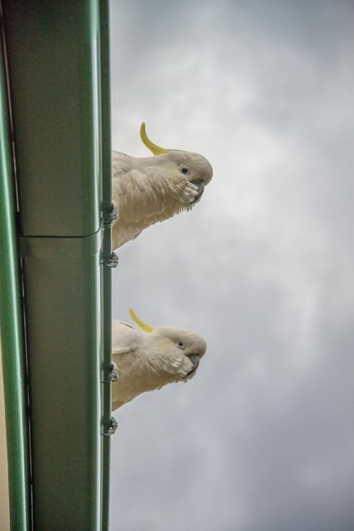 Kakadu, Paukščiai, Papūgos, Balta, Australia