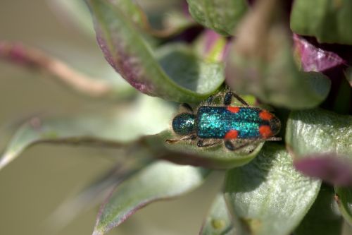 Tarakonas, Žalias, Insekta, Augalas