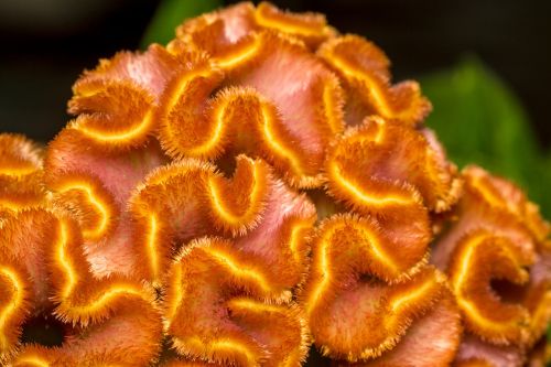 Cockscomb, Celosia Cristata, Augalas, Gėlė, Makro, Gamta, Oranžinė, Gelės Vazonas, Egzotiškas