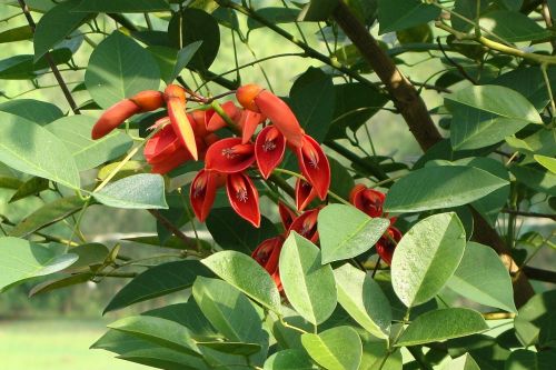Cockspur Koralų Medis, Šaukti Kūdikio Medį, Gėlės, Pumpurai, Erythrina Crista-Galli, Fabaceae, Kodagu, Indija