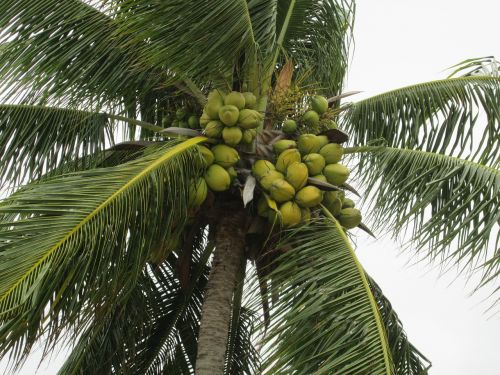 Kokoso, Palmė, Skraidantis, Atogrąžų Augalas