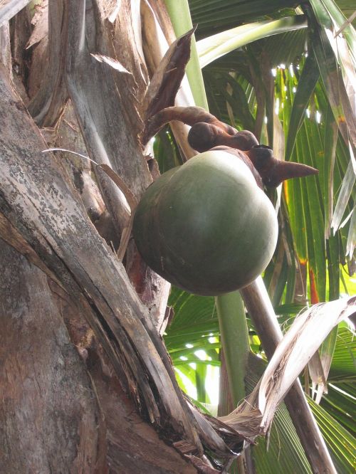Coco De Mer, Kokoso, Seišeliai, Kokoso Medis, Sala, Egzotiškas, Atogrąžų