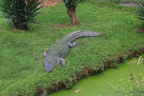 Krokodilas,  Ropliai,  Pilka,  Žolė,  Žalias,  Vanduo,  Tvenkinys,  Dumbliai,  Krokodilas Ant Vejos Šalia Žalia Tvenkinio