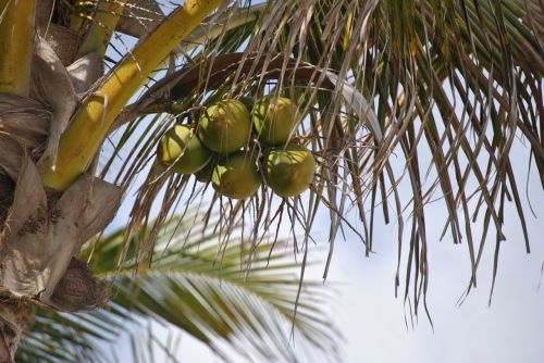 Kokoso,  Medis,  Kokoso 1