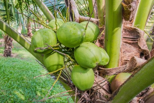 Kokoso, Kokoso Medžiai, Kokoso Kvepalai