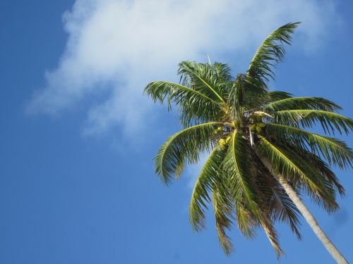 Kokoso, Karibai, Dangus