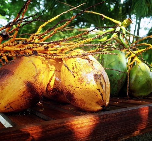 Kokoso, Tropiniai Vaisiai, Maistas, Sveikas, Egzotiškas, Šviežias, Gamta, Žaliavinis, Geltona