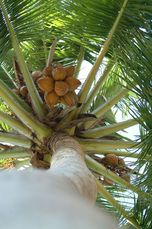 Kokoso, Palma, Maldyvai