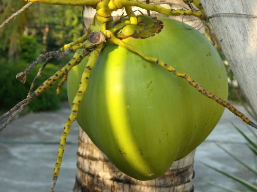 Kokoso, Kokoso Medis, Delnas