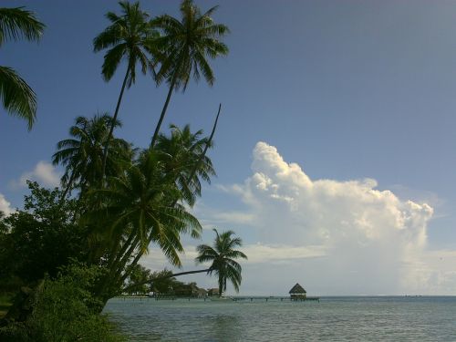 Kokoso, Lagūnas, Polinezija