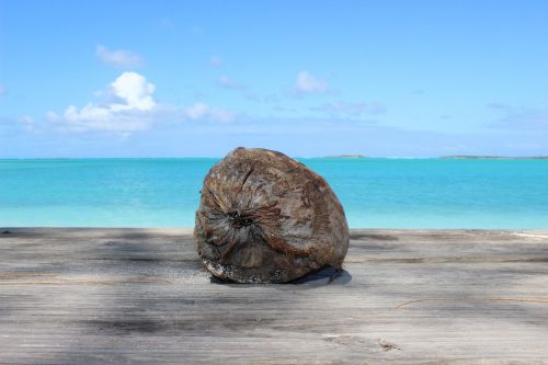 Kokoso, Papludimys, Karibai, Jūra