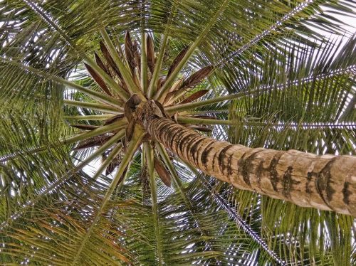 Kokoso Palmių, Kokoso, Medis, Atogrąžų