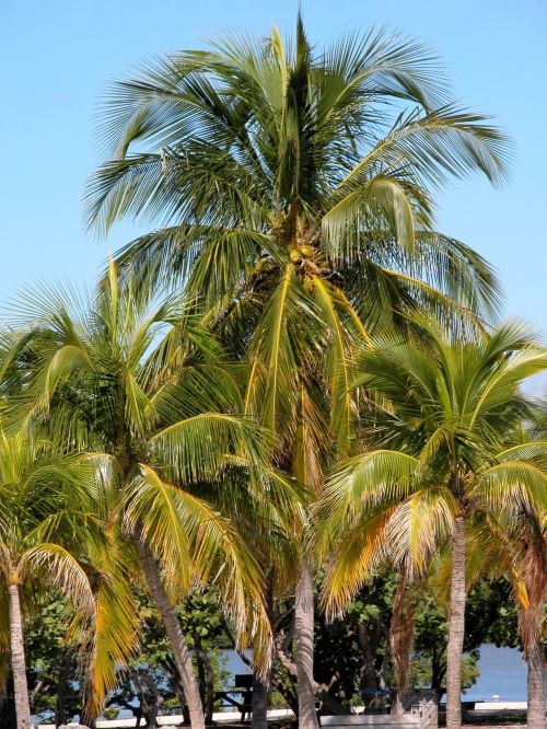 Kokoso,  Palmių & Nbsp,  Medis,  Delnus,  Vaisiai,  Maistas,  Kraštovaizdis,  Gamta,  Florida,  Usa,  Kokoso Palmių Medis