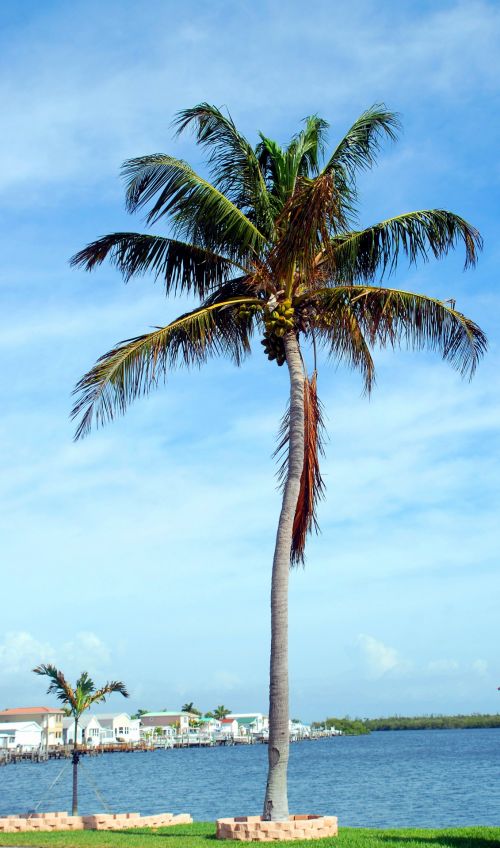 Kokoso & Nbsp,  Medis,  Palmių & Nbsp,  Medis,  Medis,  Kraštovaizdis,  Lauke,  Grožis,  Atogrąžų Klimatas,  Florida,  Usa,  Kokoso Palmių Medis
