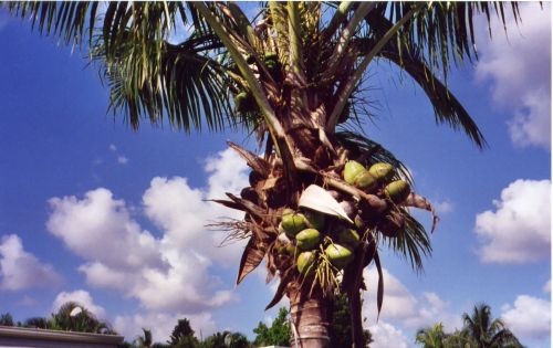 Kokoso,  Delnas,  Medis,  Atogrąžų,  Vaisiai,  Kokoso Palmių Medis