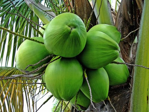 Kokoso Medis, Žalieji Kokosai, Atogrąžų Augalas, Vaisiai