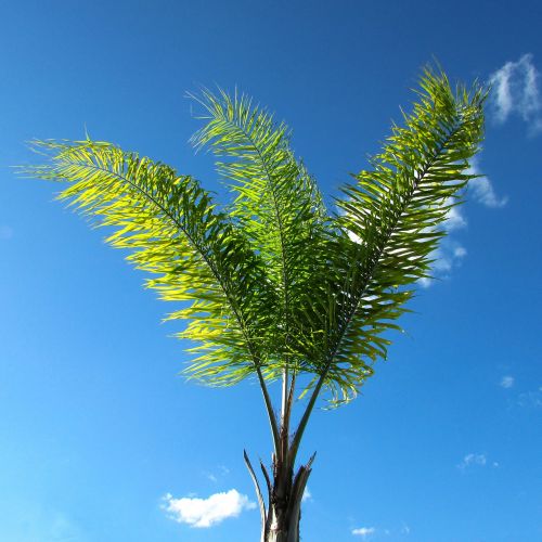 Kokoso Medis, Gamta, Mėlynas Dangus