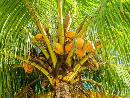 Kokoso Medis, Kokoso Palmių, Vaisiai, Atogrąžų, Tropiniai Vaisiai, Kokoso, Augalas