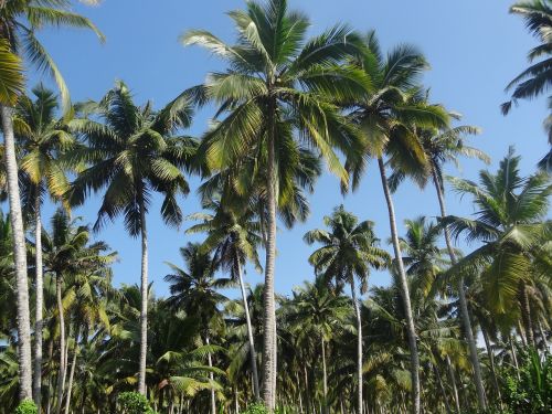 Kokoso Medis, Plantacija, Kokoso, Gamta, Medis, Kraštovaizdis, Žemdirbystė, Mėlynas, Kerala, Delnas